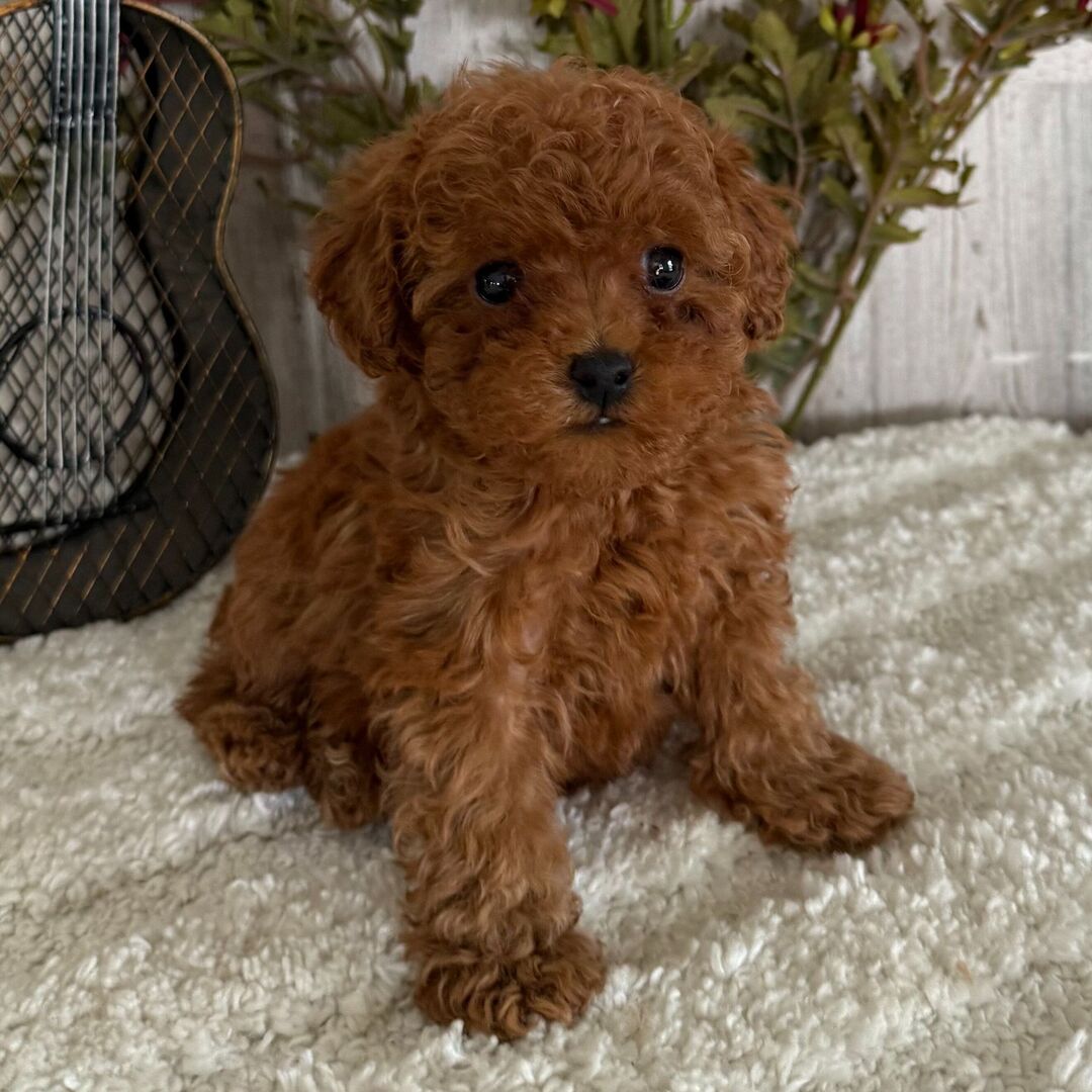 Molly - Caniche Toy Macho en venta