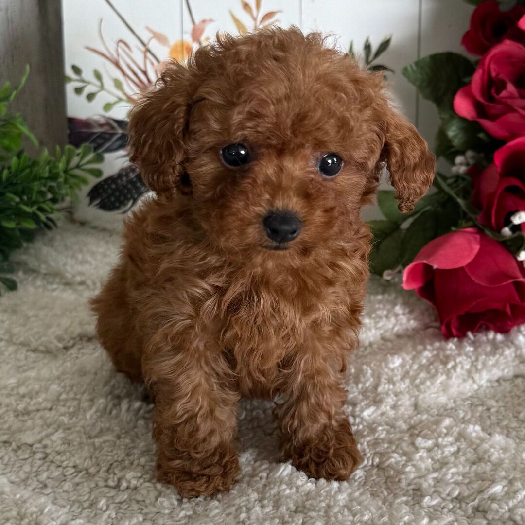 Daisy - Caniche Toy Hembra en venta