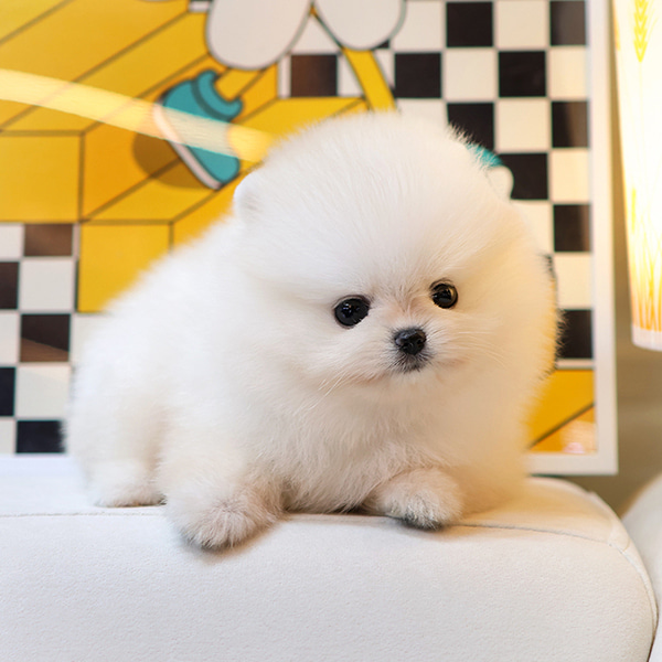 Linda - Pomerania Hembra en Venta