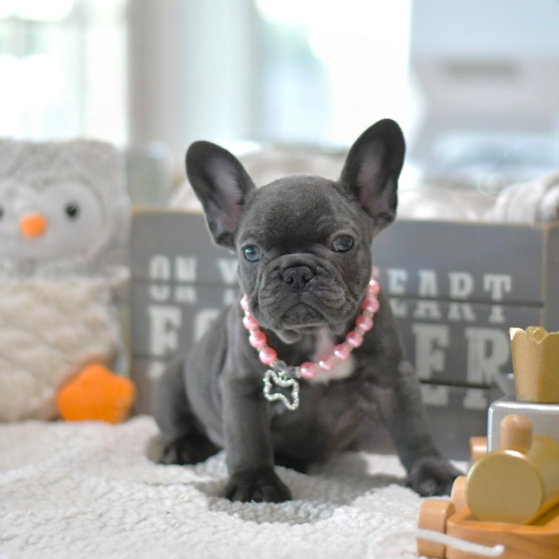 Rose - Rosa - Bulldog Francés Hembra en Venta