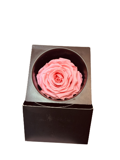 Rosa preservada en caja