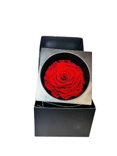 Rosa preservada en caja elegante