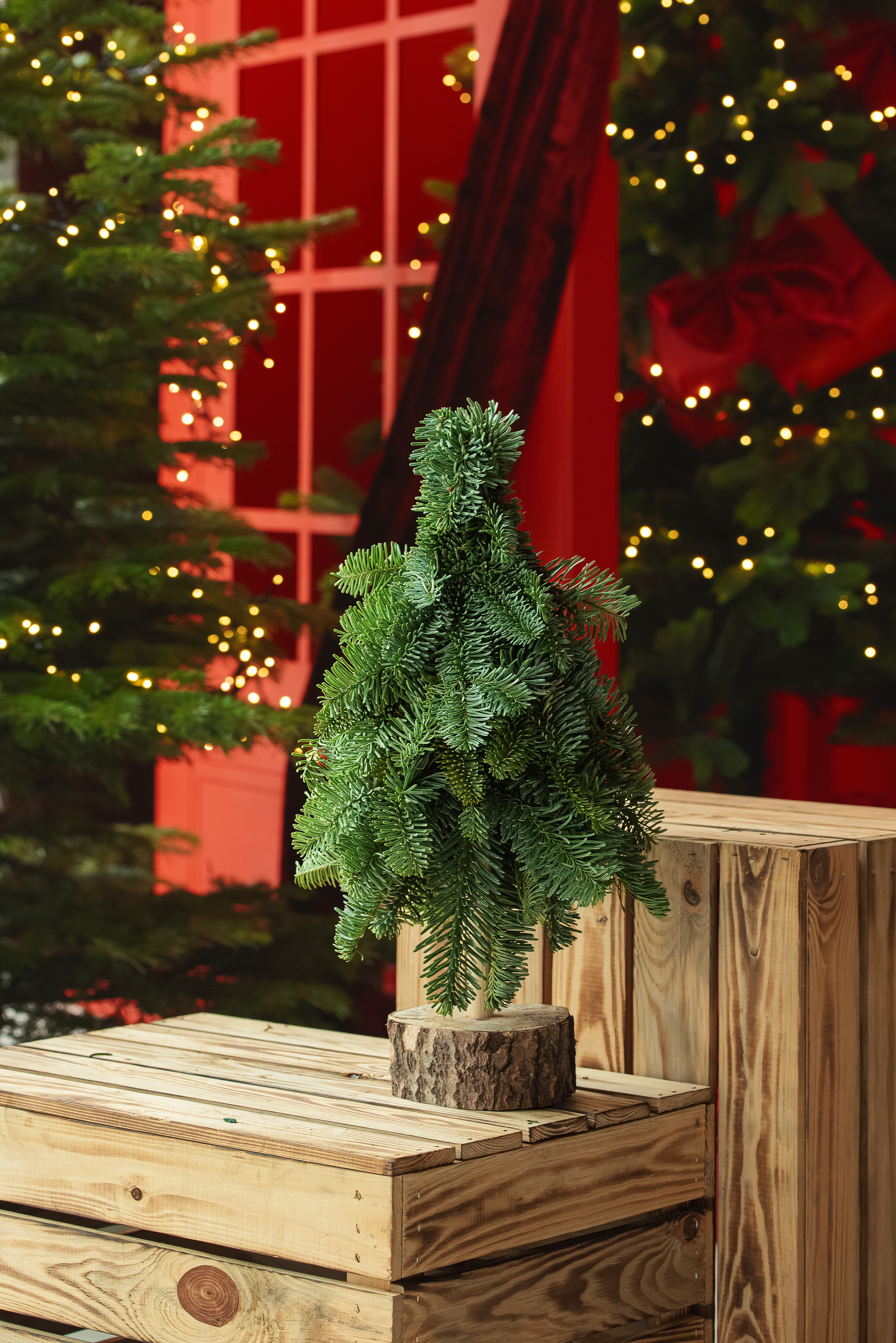 Kėnio šakų eglutė 40cm.