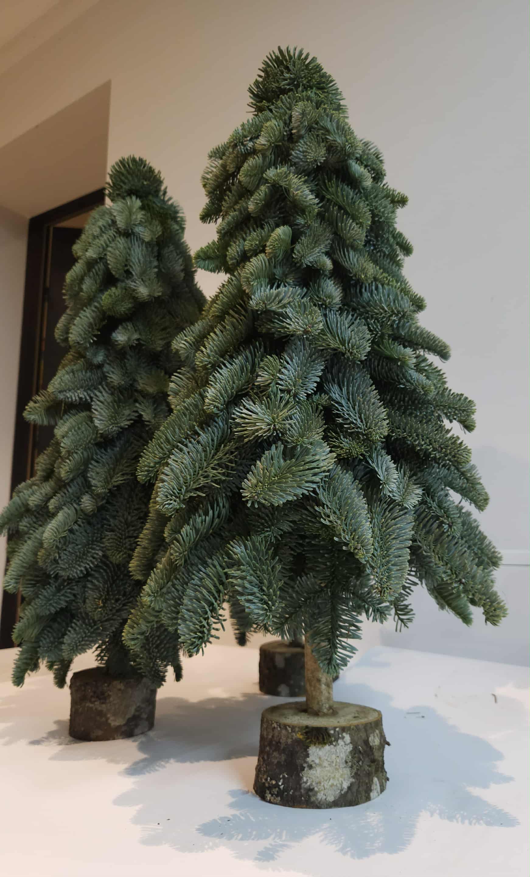 Kėnio šakų eglutė 60cm