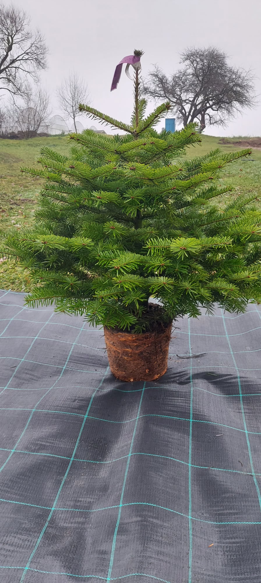 Kėnis augintas vazone 100-125cm