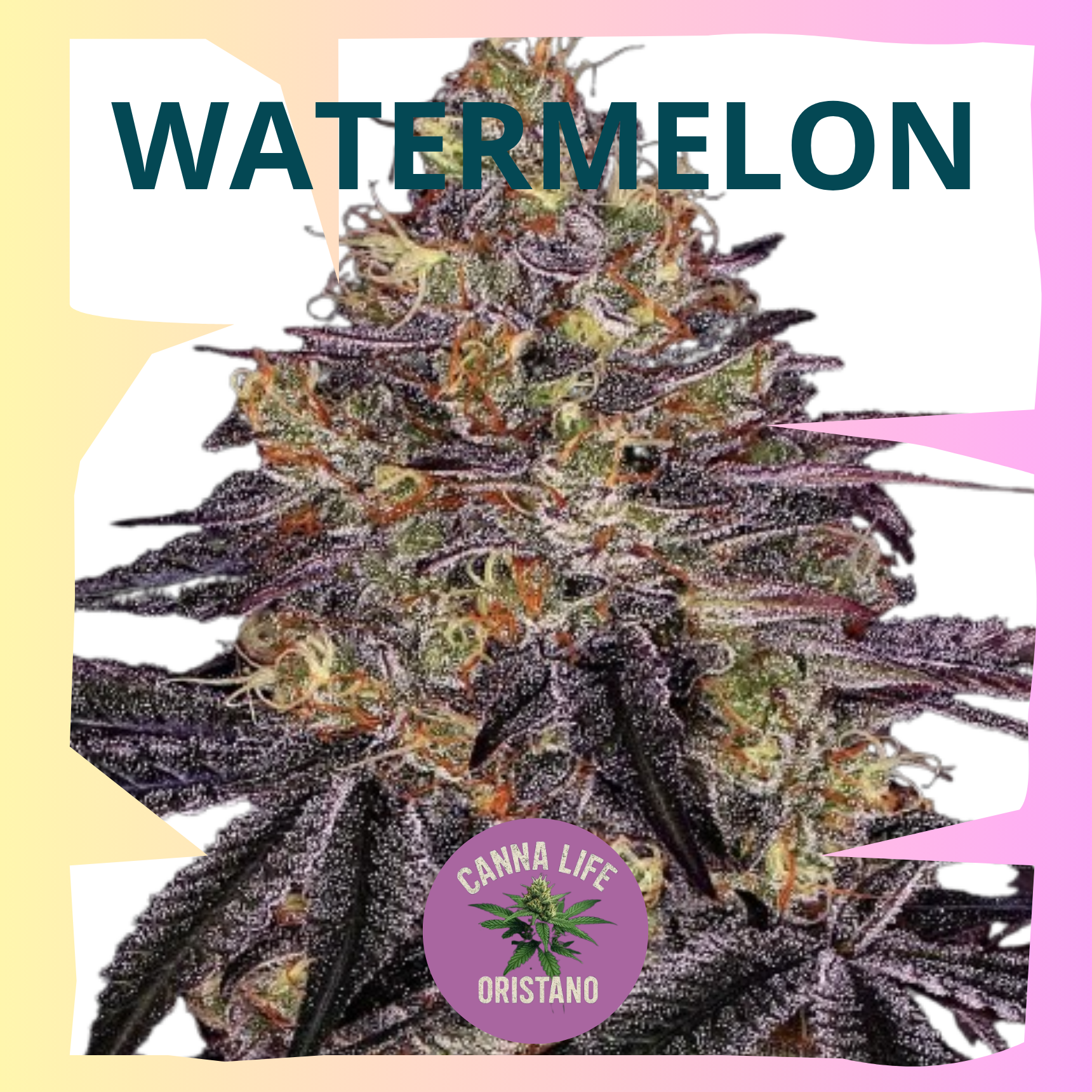Watermelon