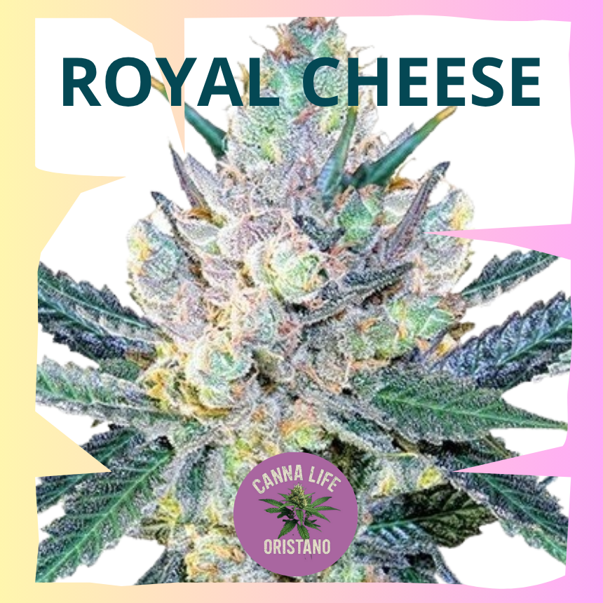 Royal Cheese