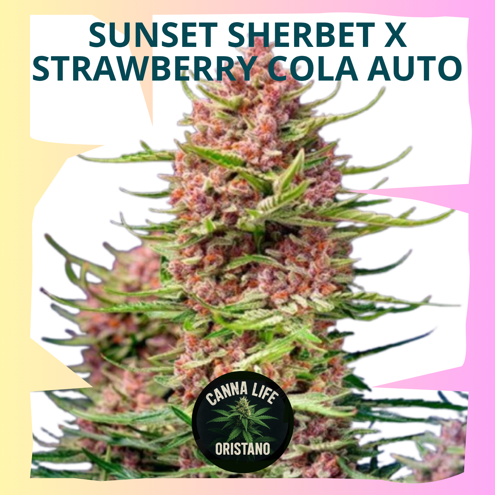 Sunset Sherbet x Strawberry Cola Auto