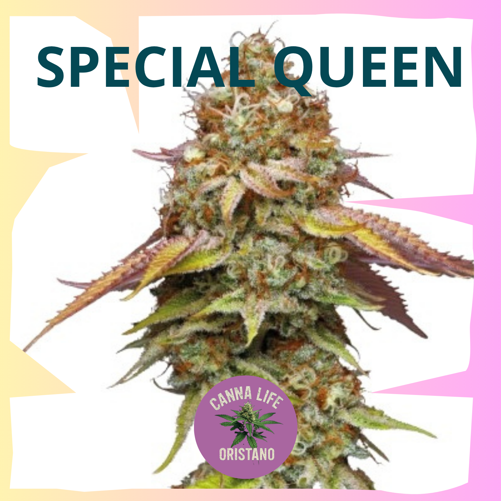 Special Queen