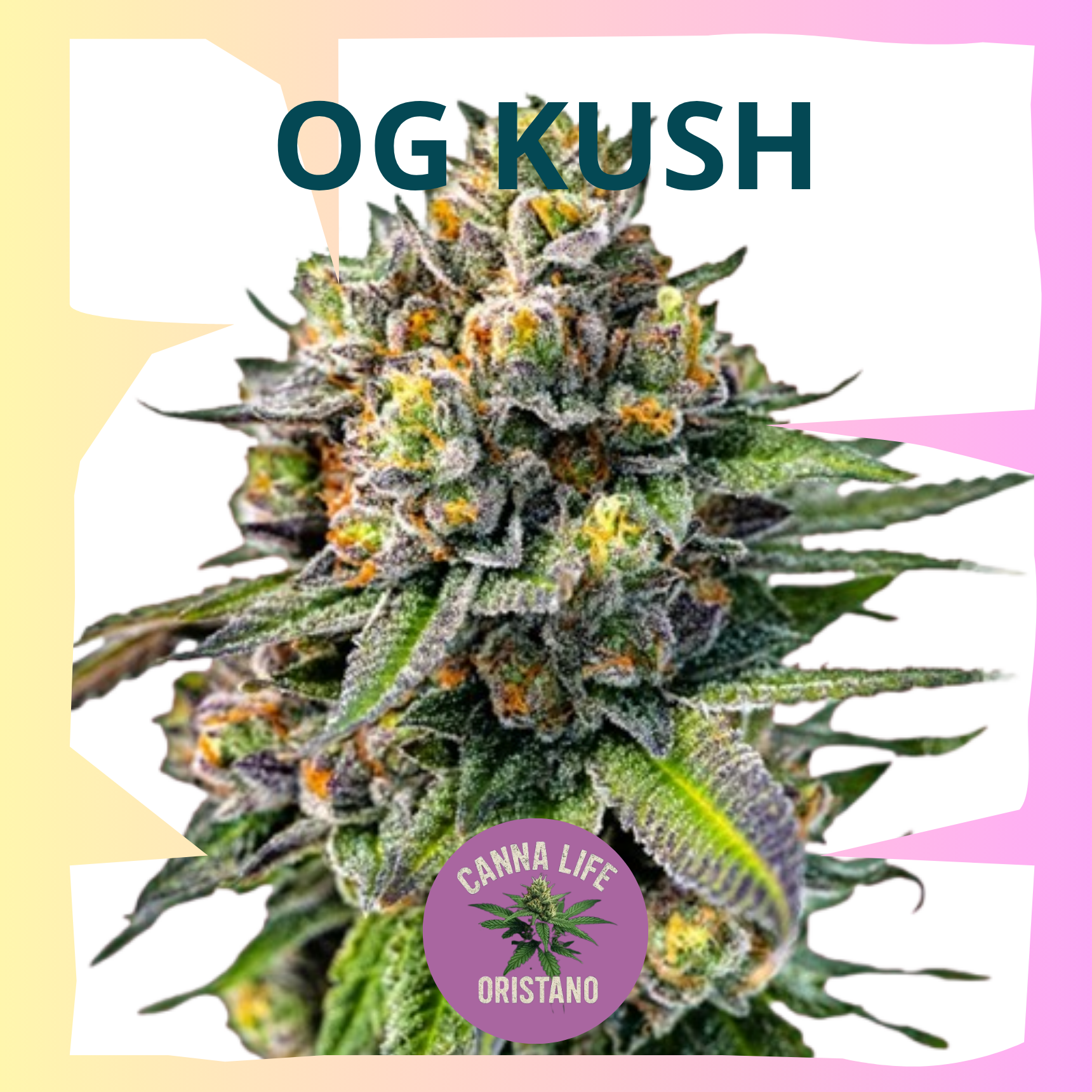 OG Kush