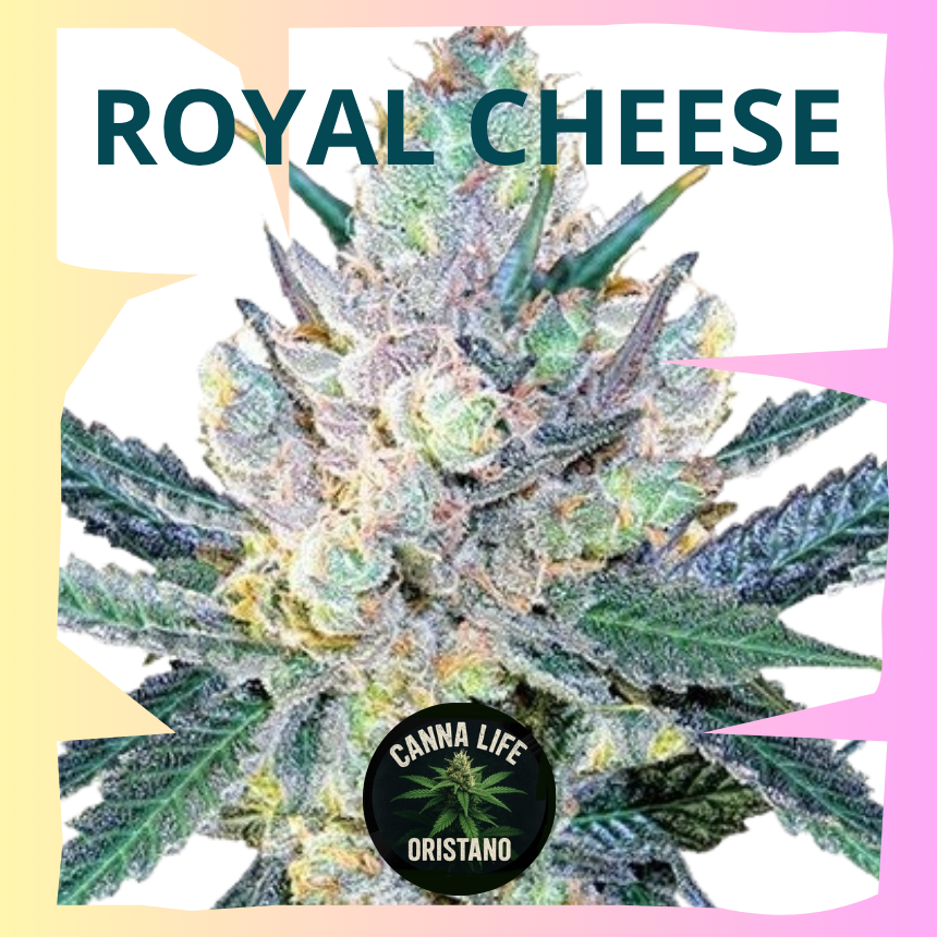 Royal Cheese