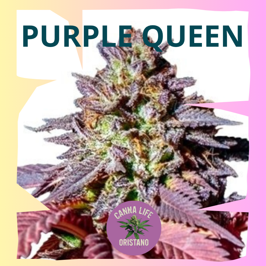Purple Queen