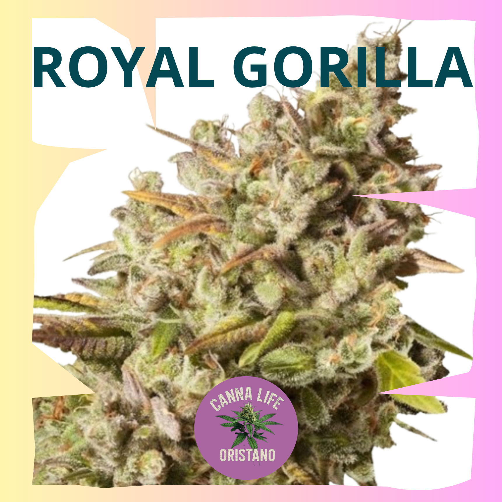 Royal Gorilla