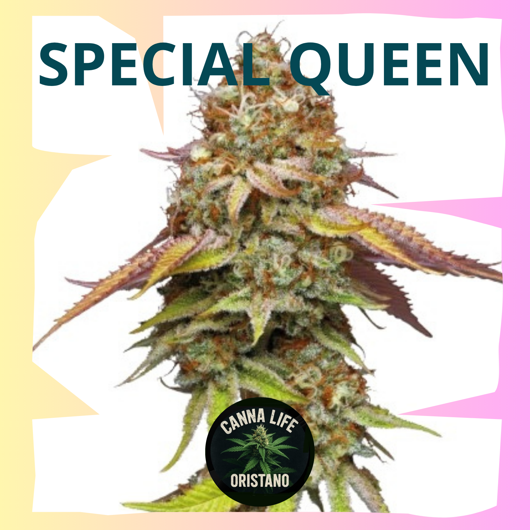 Special Queen