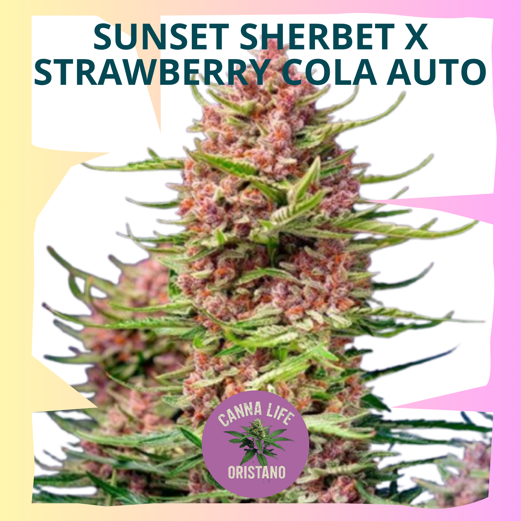Sunset Sherbet x Strawberry Cola Auto