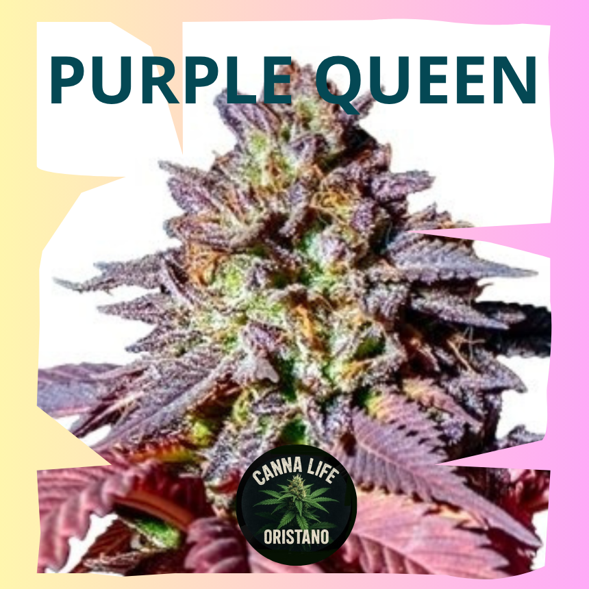 Purple Queen