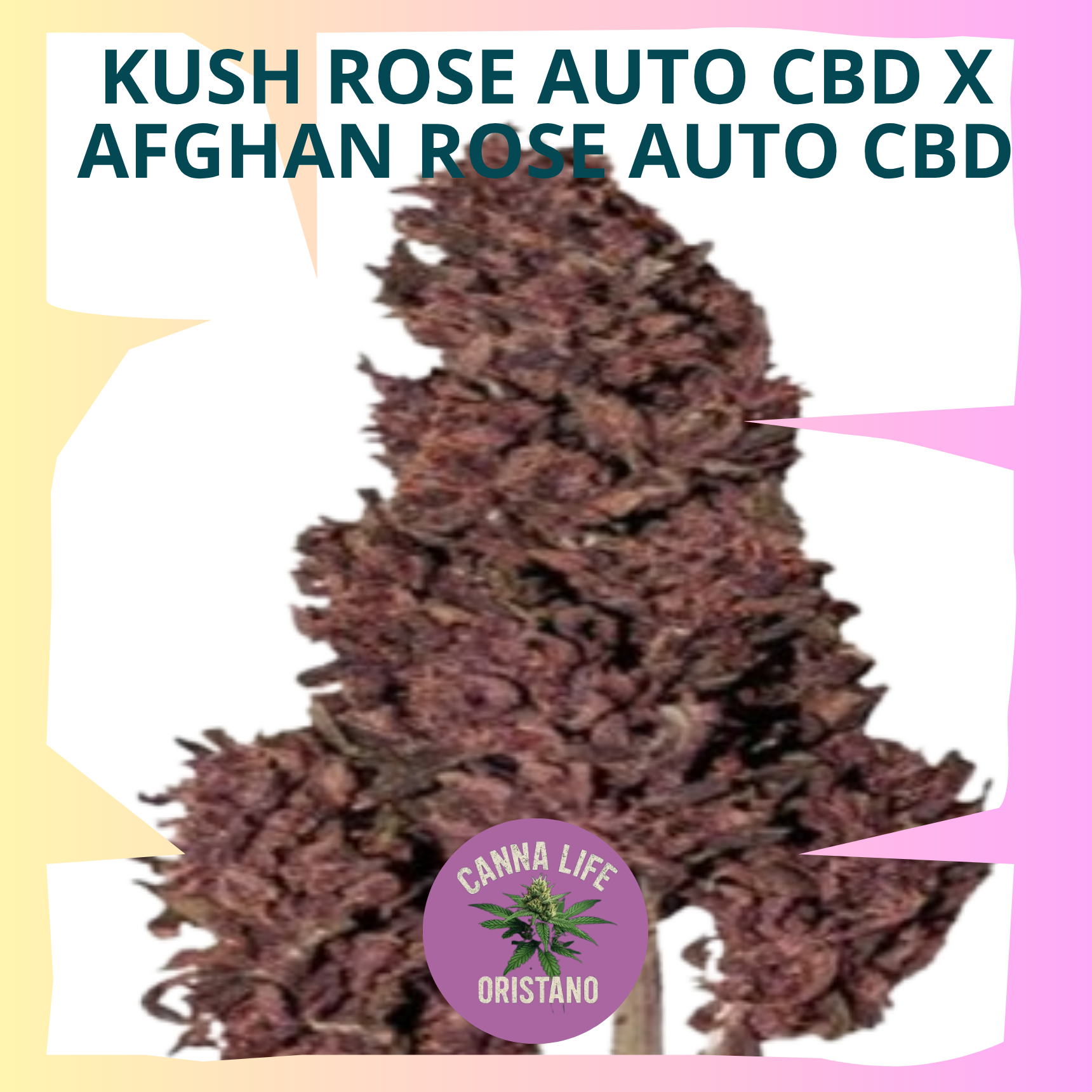 Kush Rose Auto CBD x Afghan Rose Auto CBD