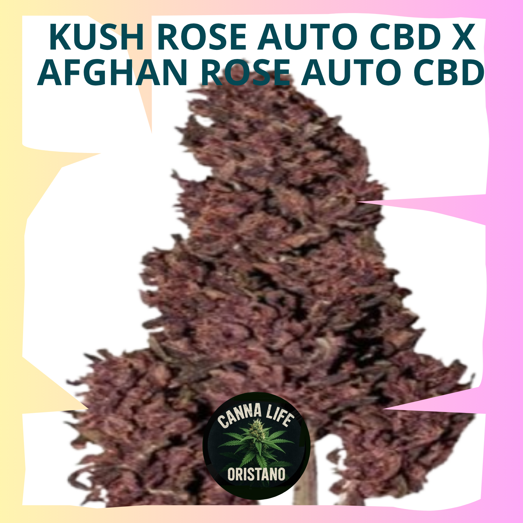 Kush Rose Auto CBD x Afghan Rose Auto CBD
