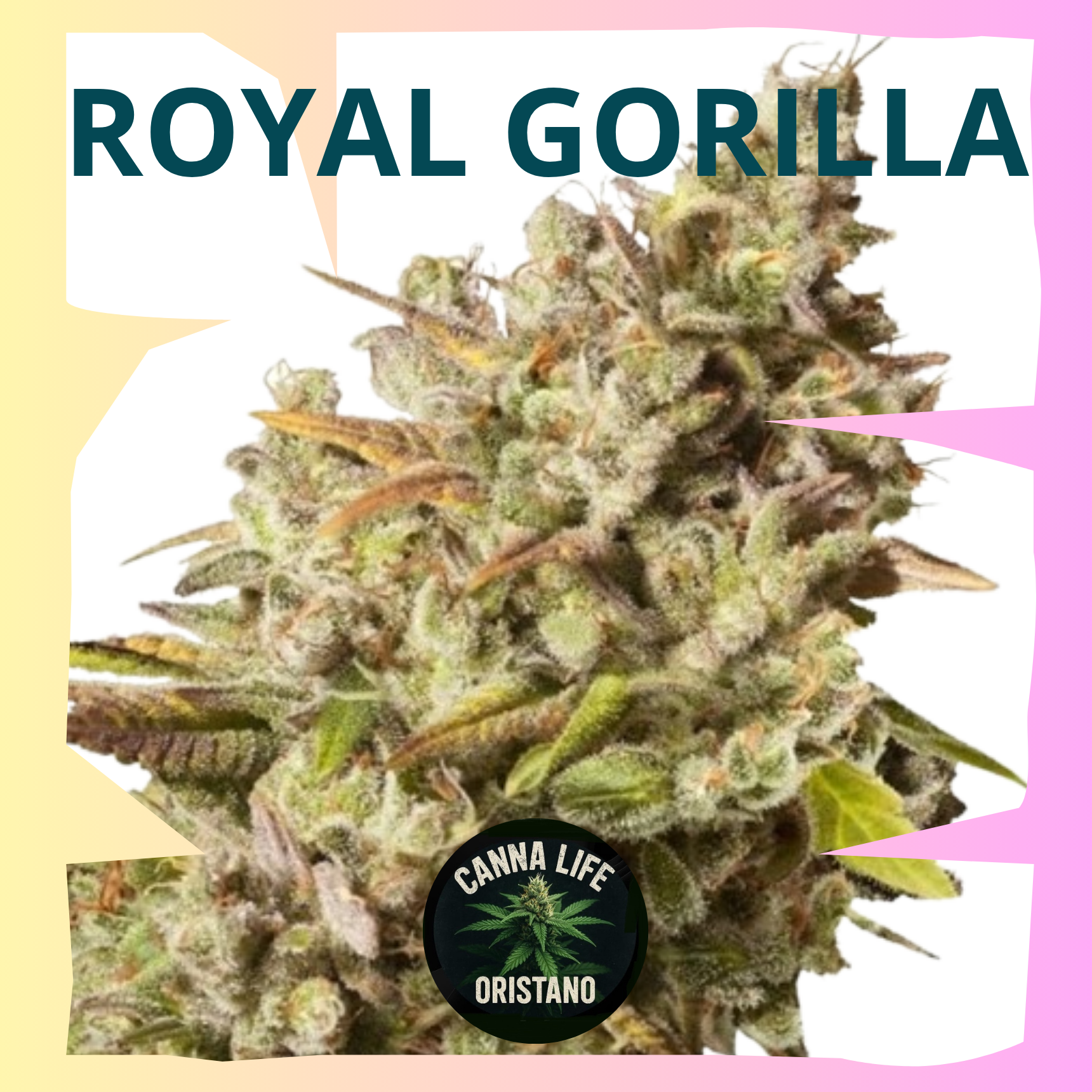 Royal Gorilla