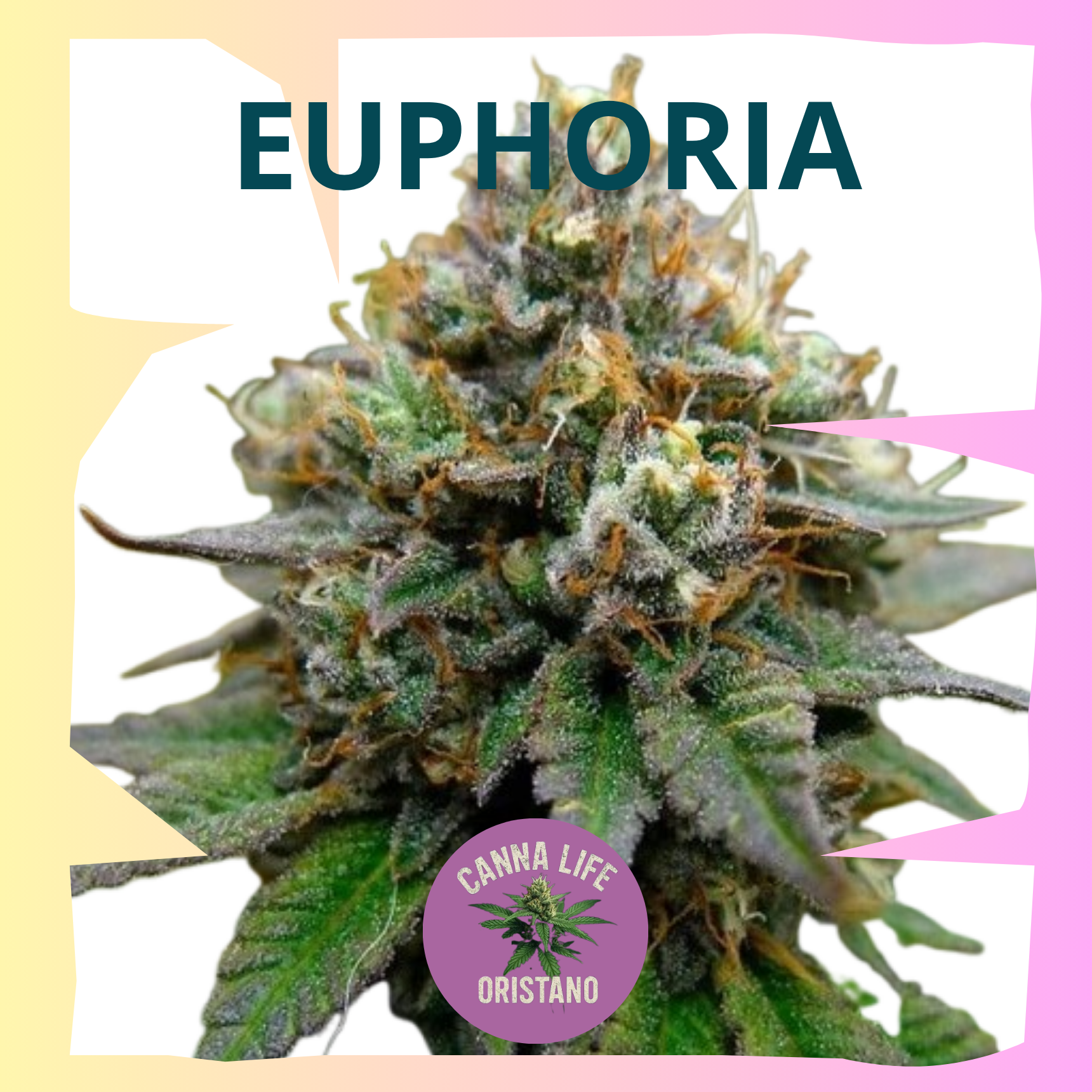 Euphoria