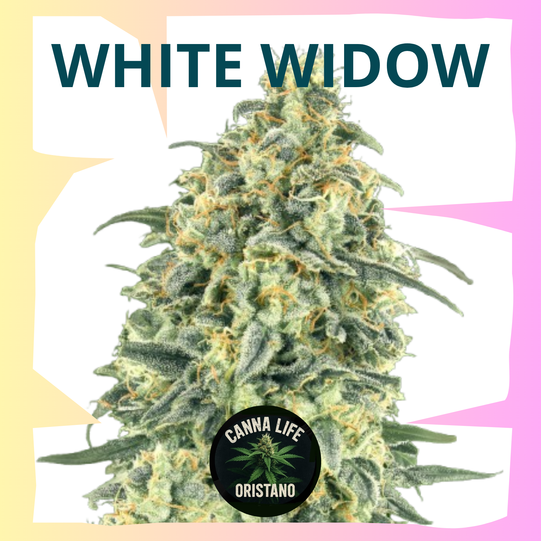 White Widow