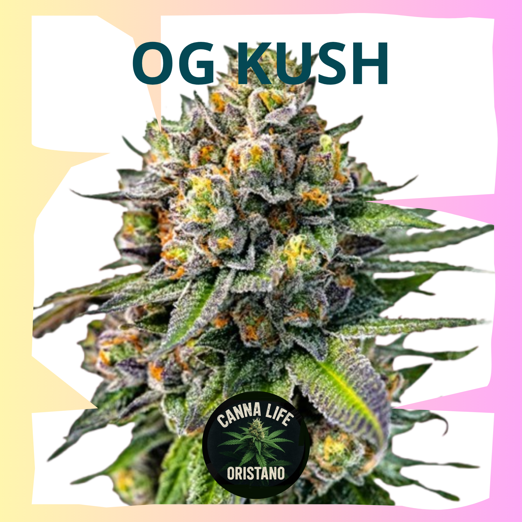 OG Kush