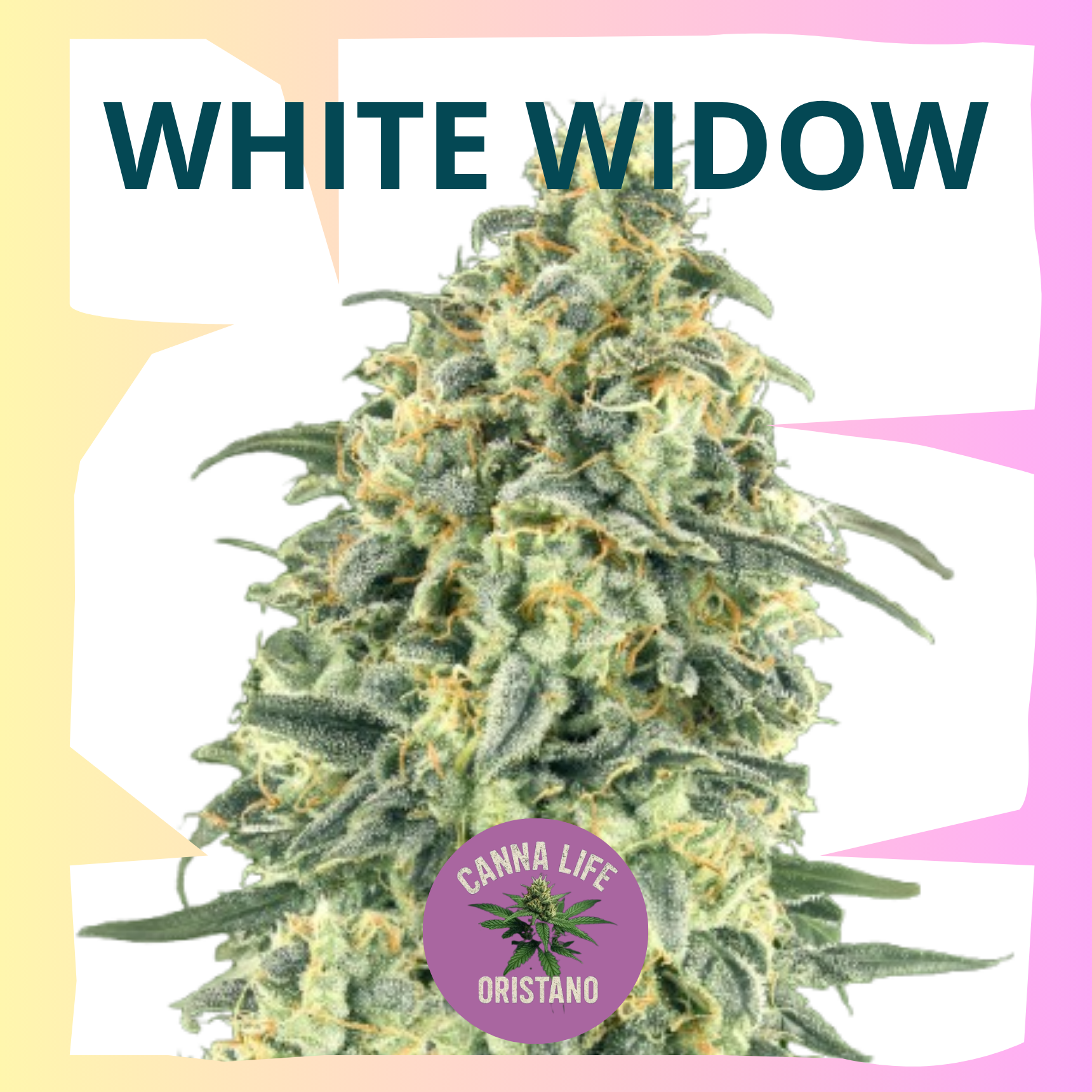 White Widow