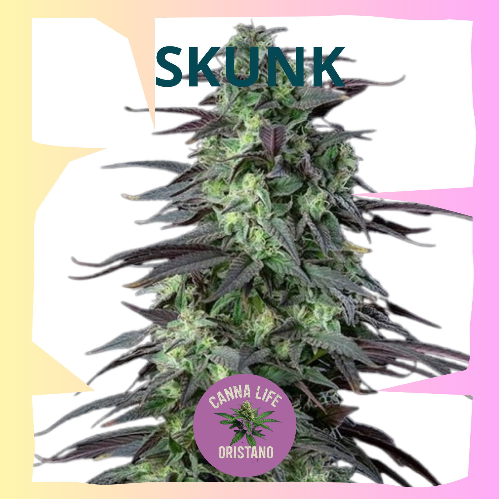 Skunk