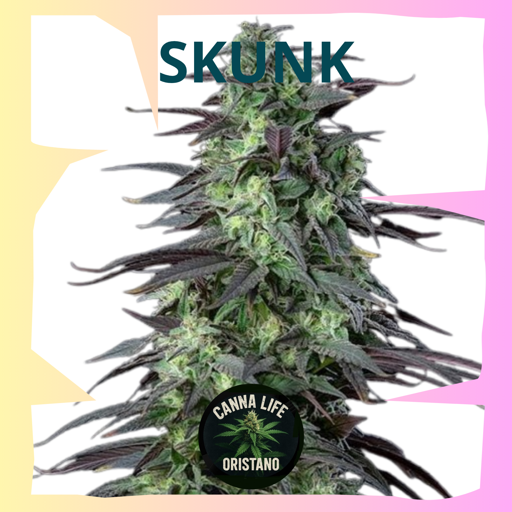 Skunk