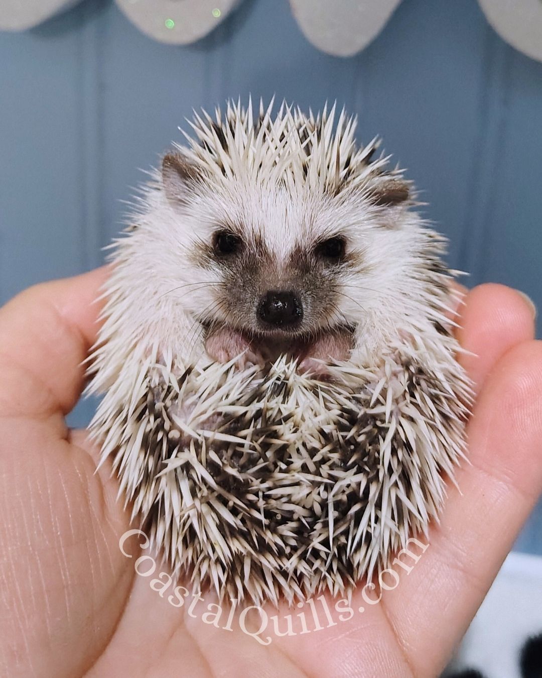 Giblet - Male - $375