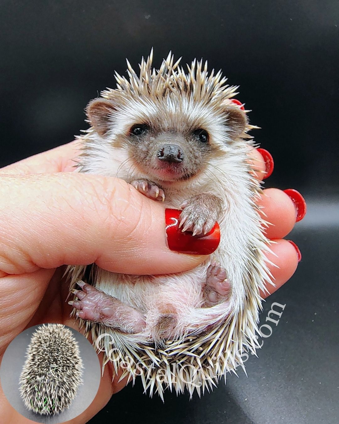 Jolly  (Green ) - Male - $350