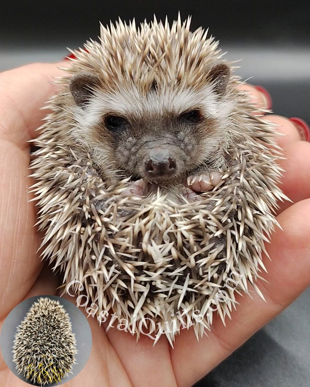 Noel (Yellow) - Female - $375