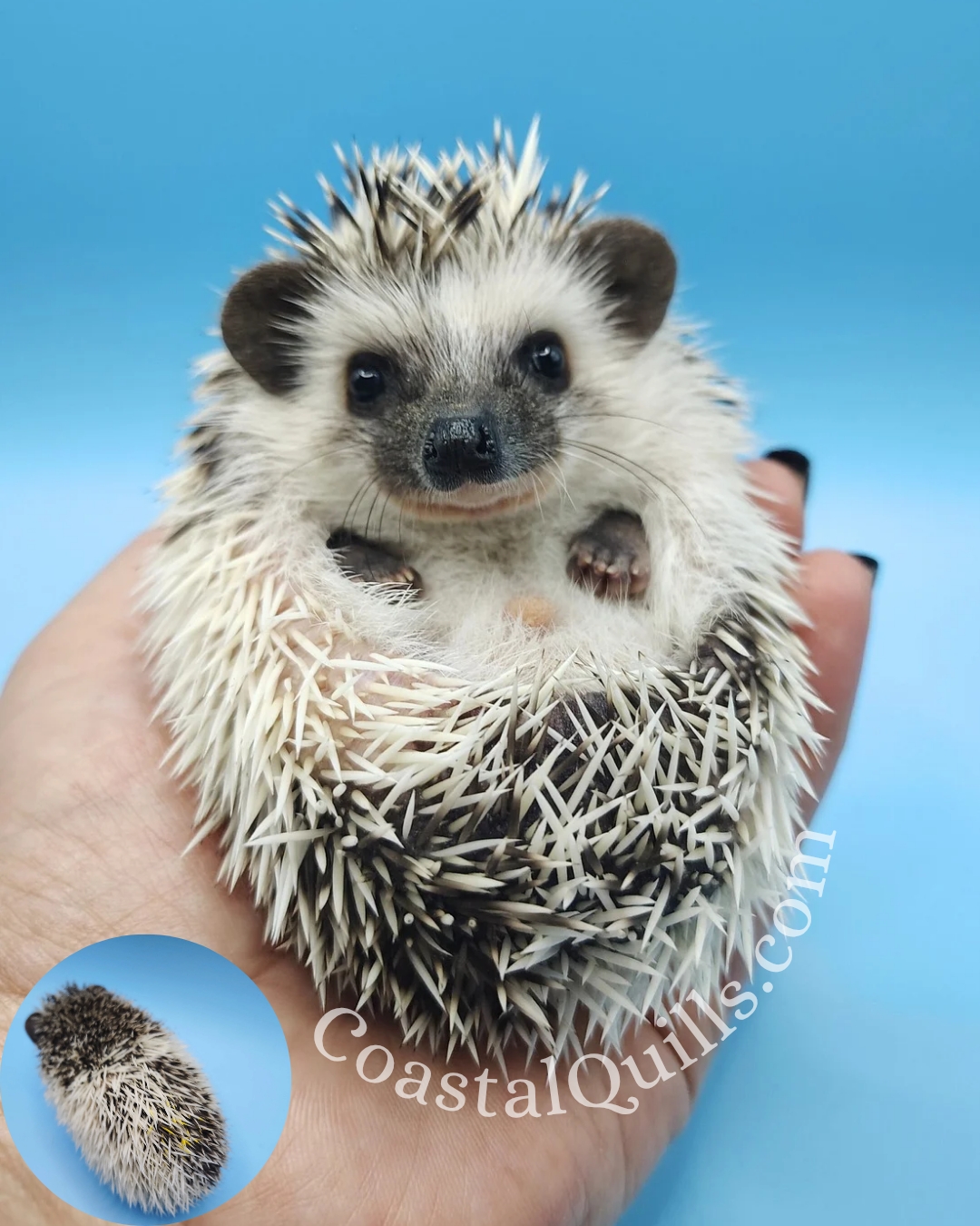 Oren (Yellow) - Male - $375