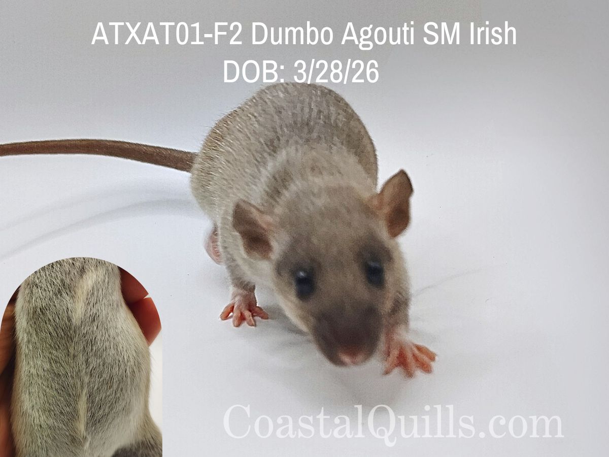 ATXAT01-F2