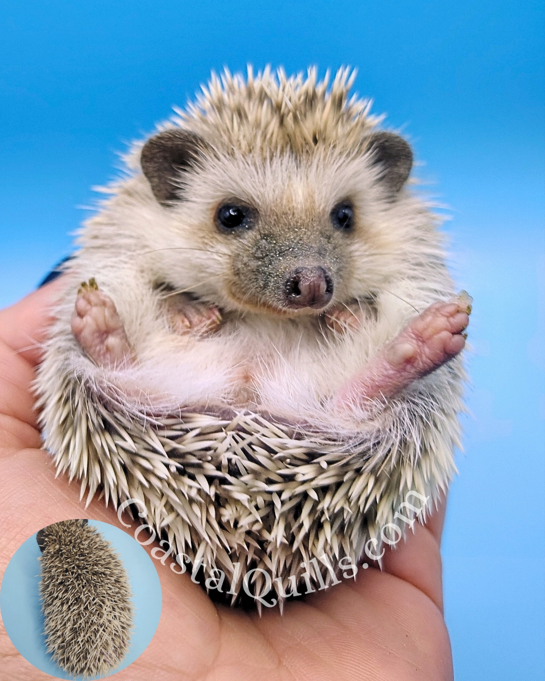 Natala (Purple) - Female - $375