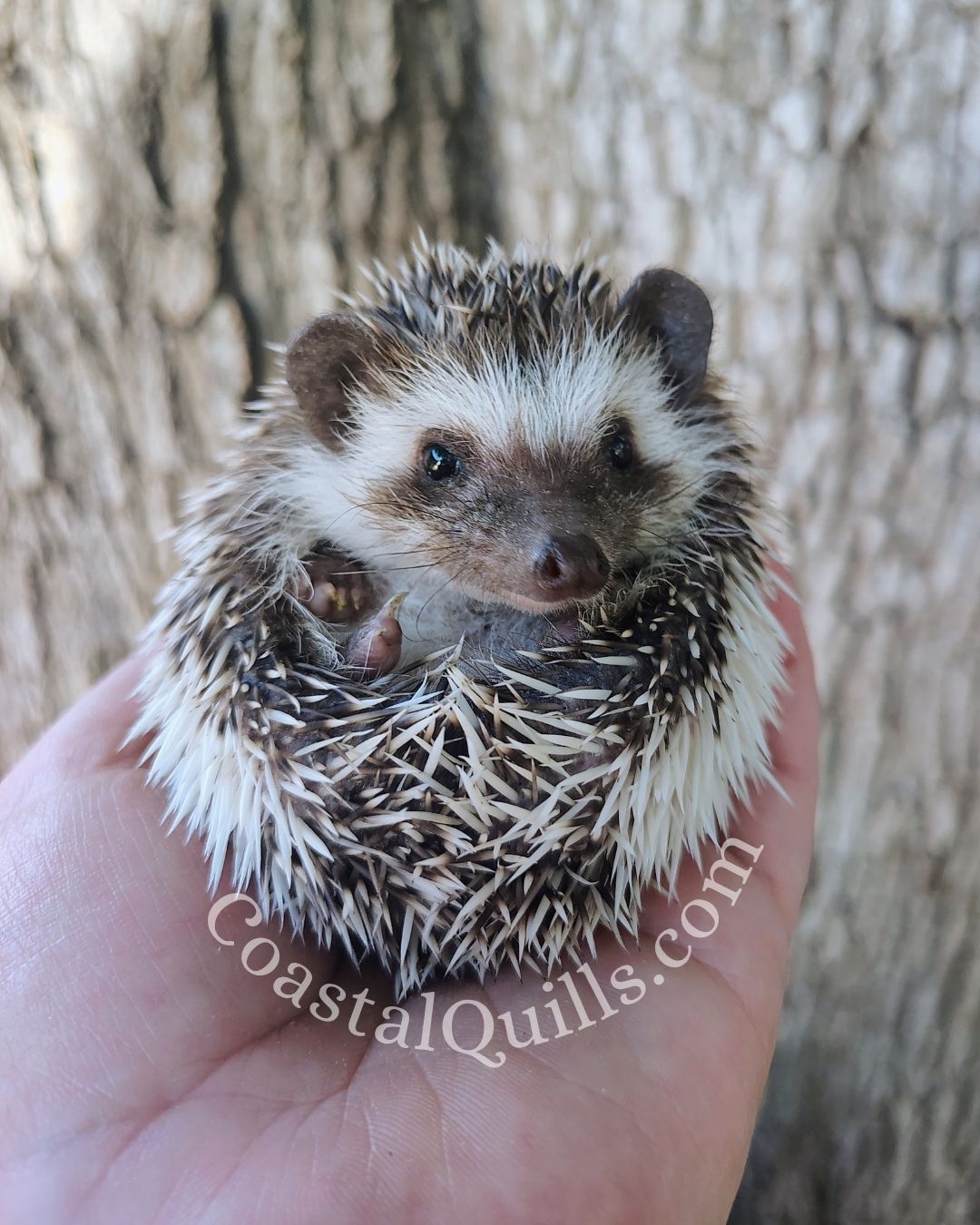 Harvest - Female - $375