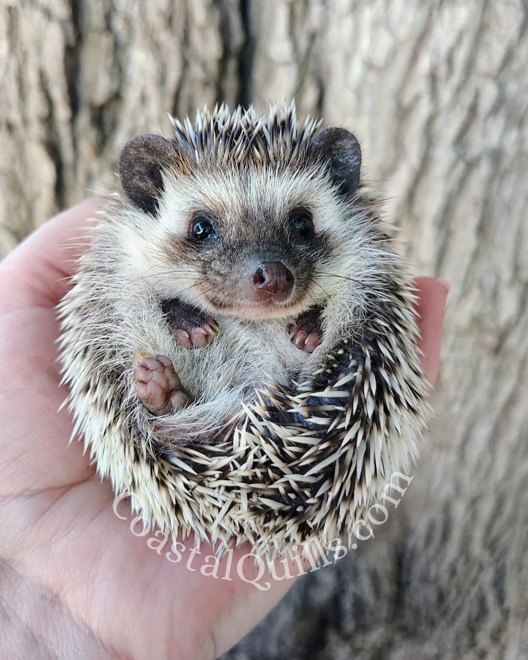 Pecan - Female - $375