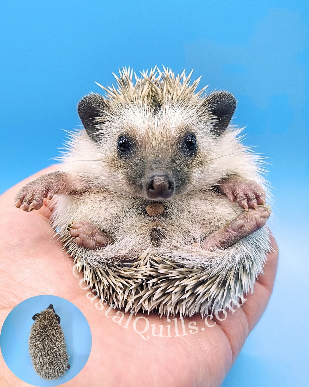 Mistletoe (Red) - Male - $350