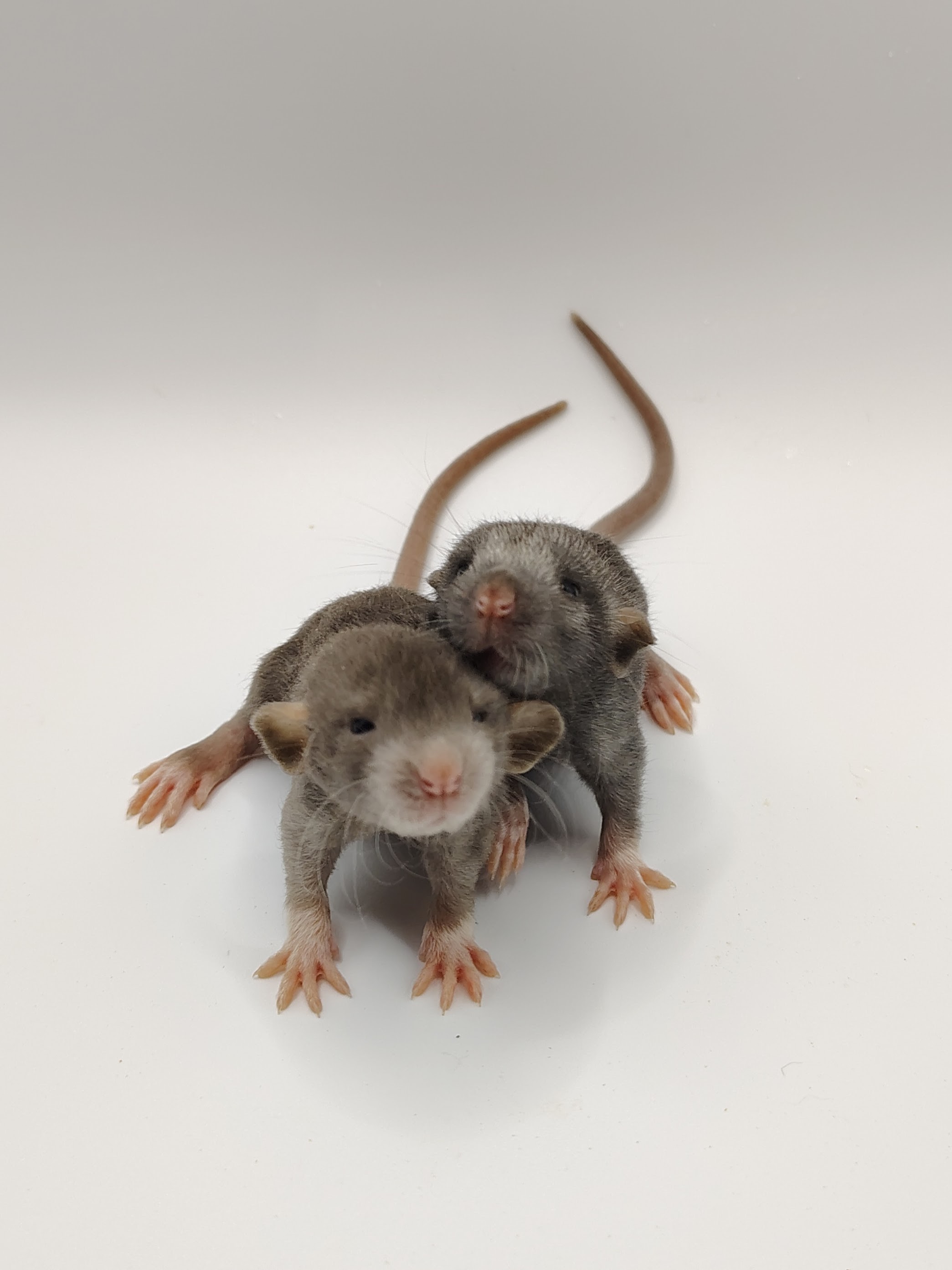 Fancy Rat Waiting List Deposit