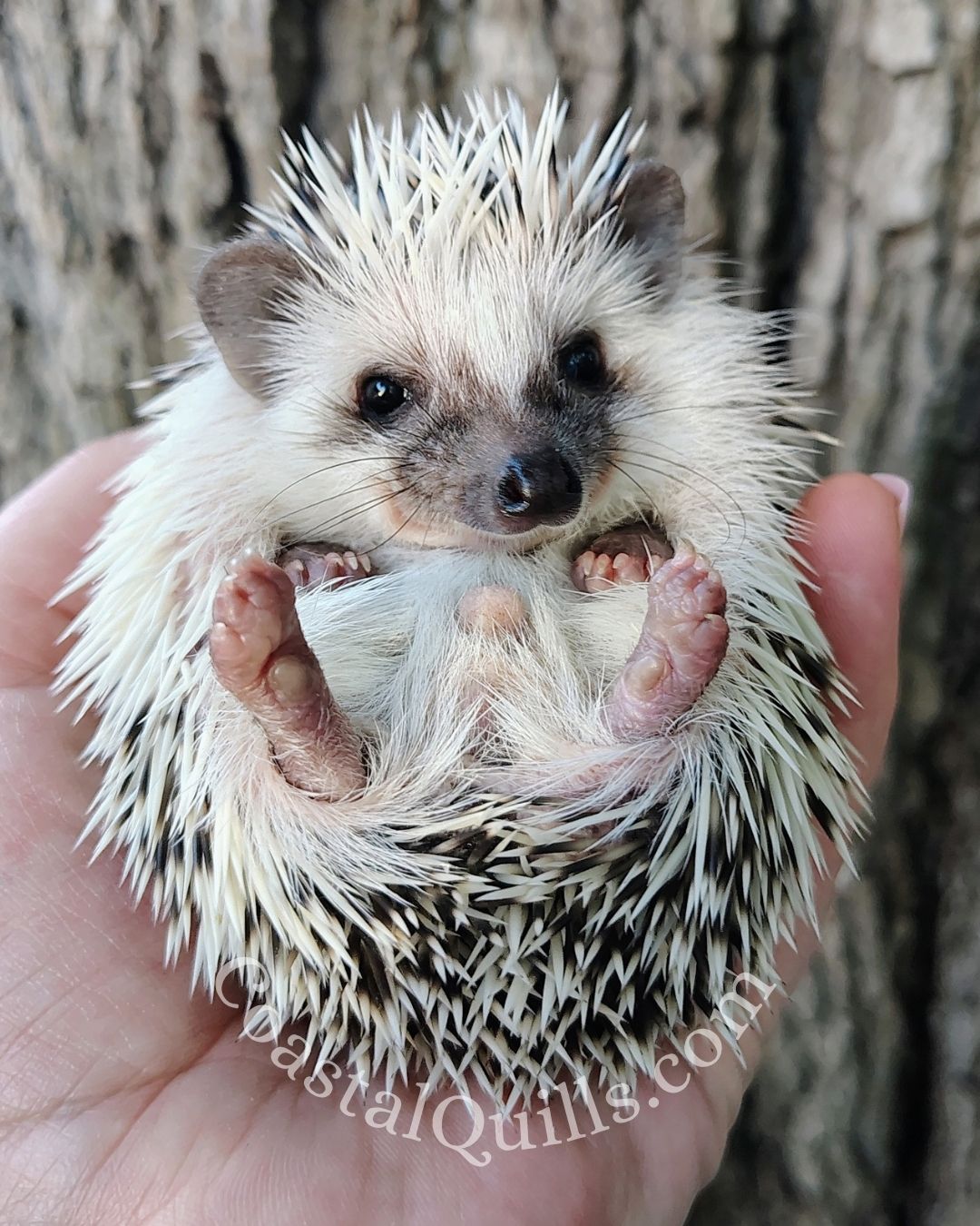 Giblet - Male - $375