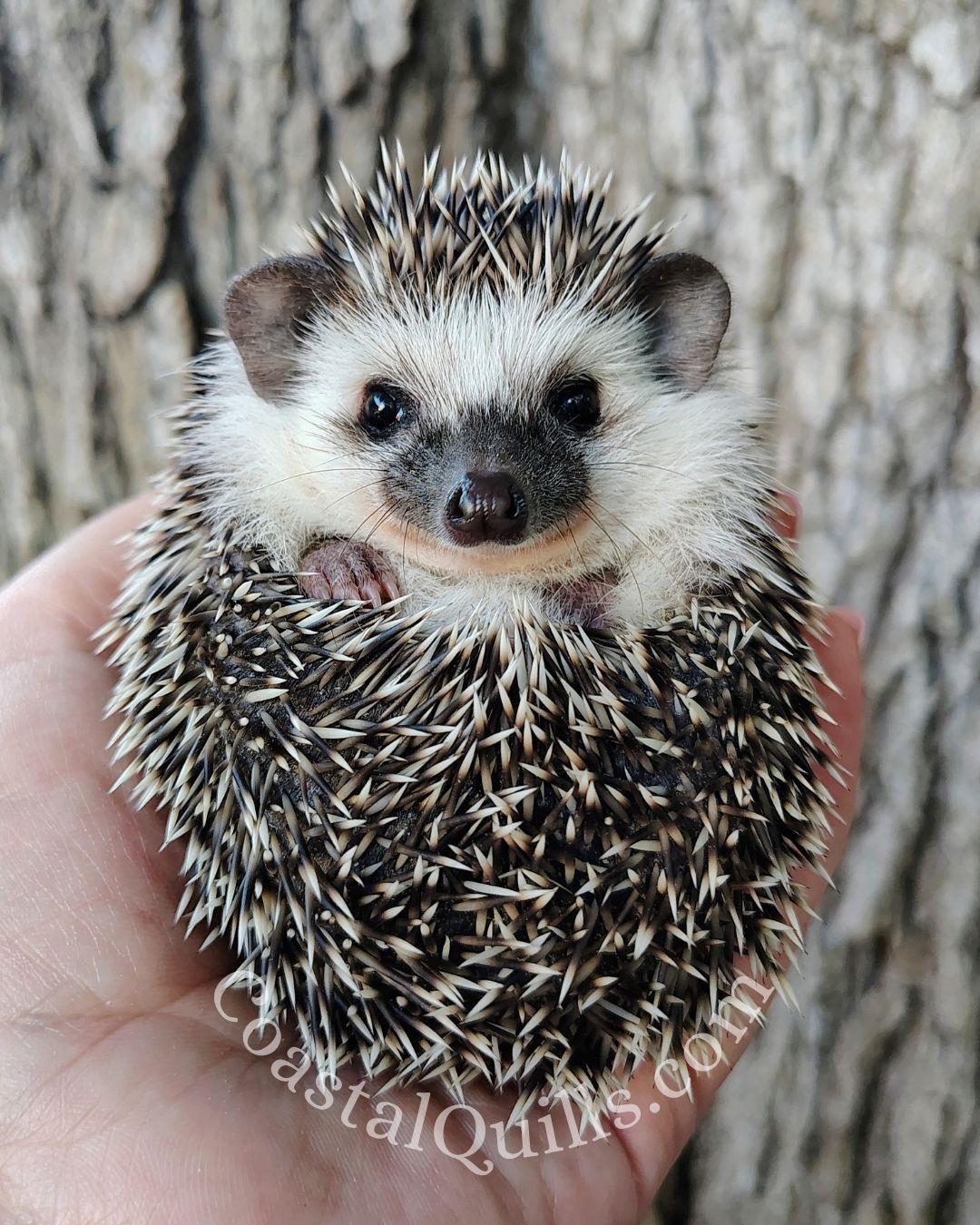 Cranberry - Female - $375 