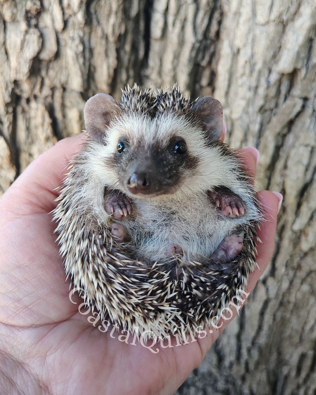 Cresent - Female - $375