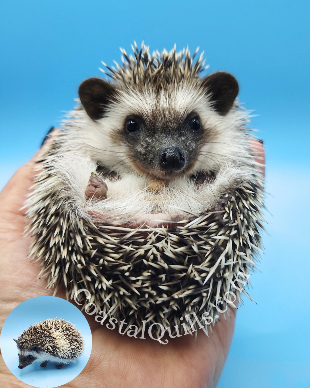 Jolly (Green ) - Male - $350