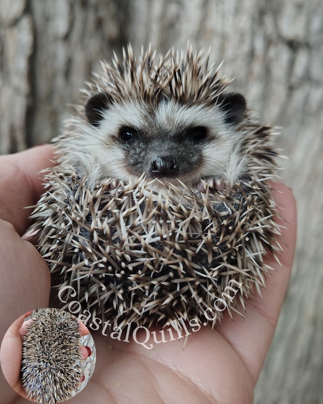 Calum (Blue) - Male - $350