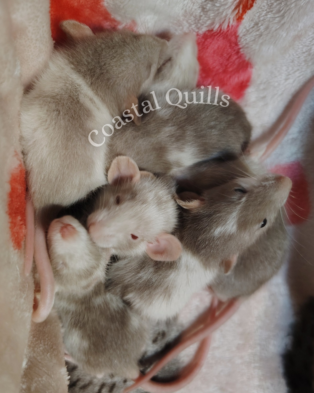 Fancy Rat Waiting List Deposit