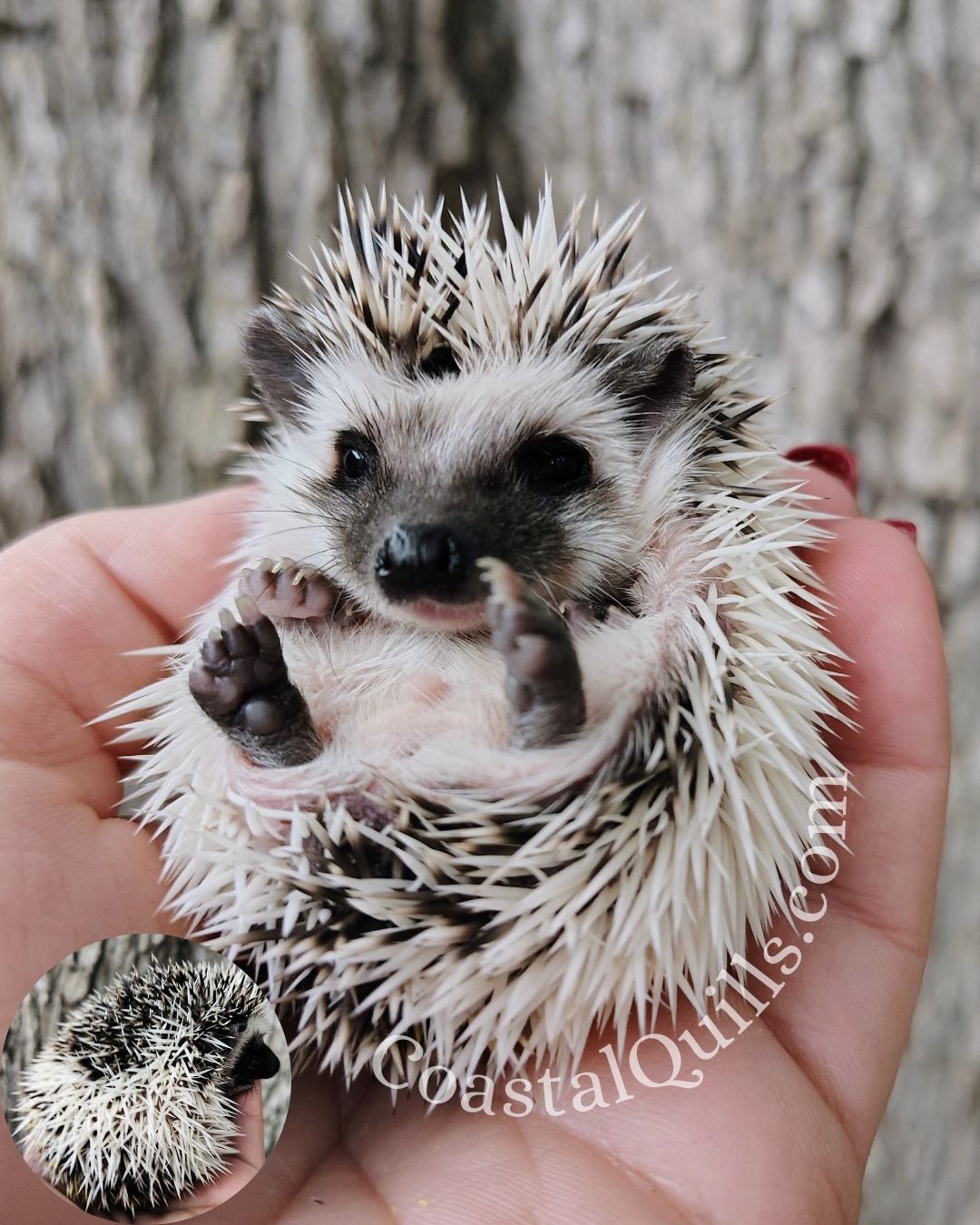 Oren (Yellow) - Male - $375