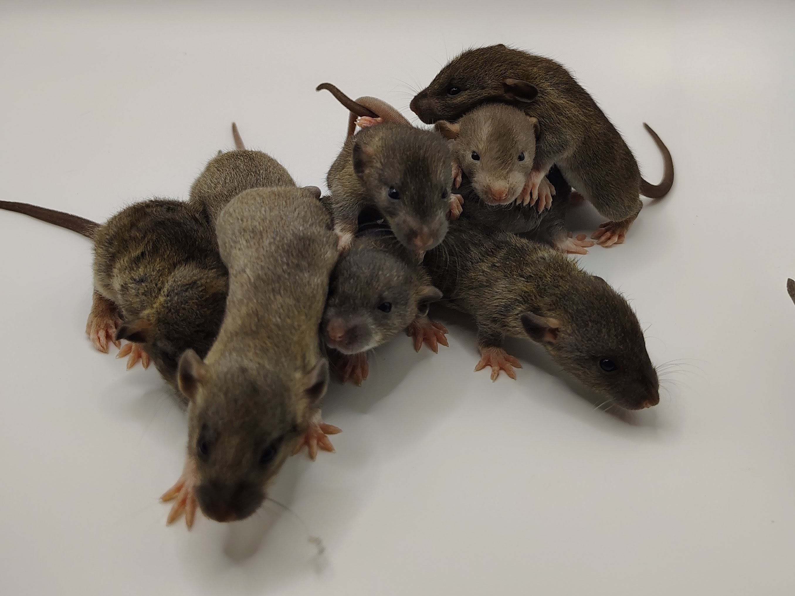 Fancy Rat Waiting List Deposit
