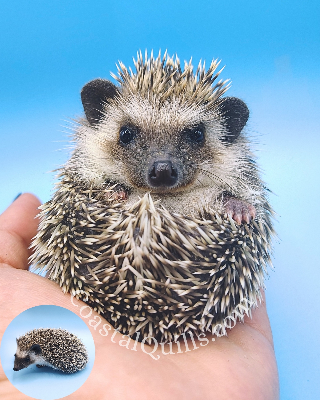 Noel (Yellow) - Female - $375