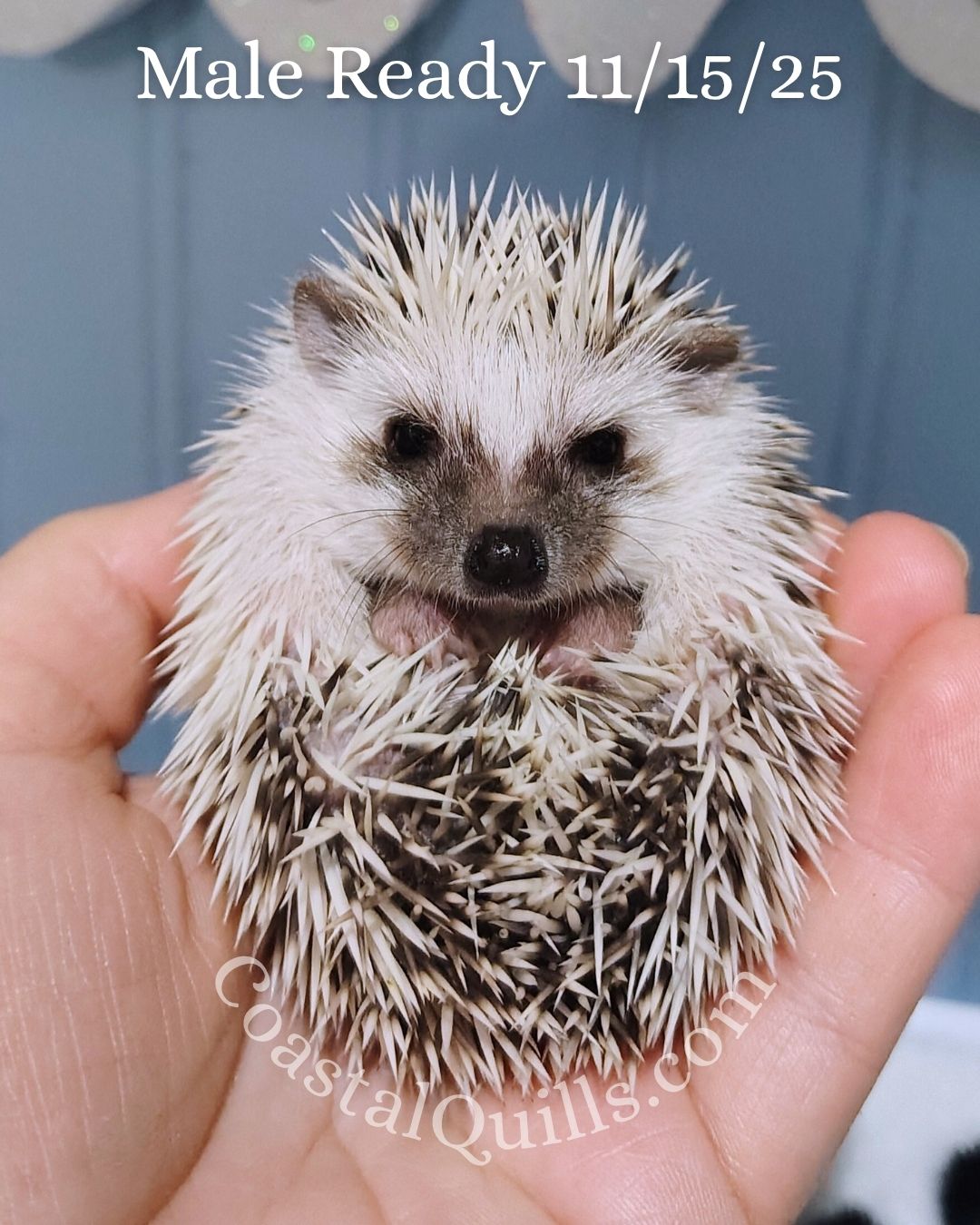 Giblet - Male - $375