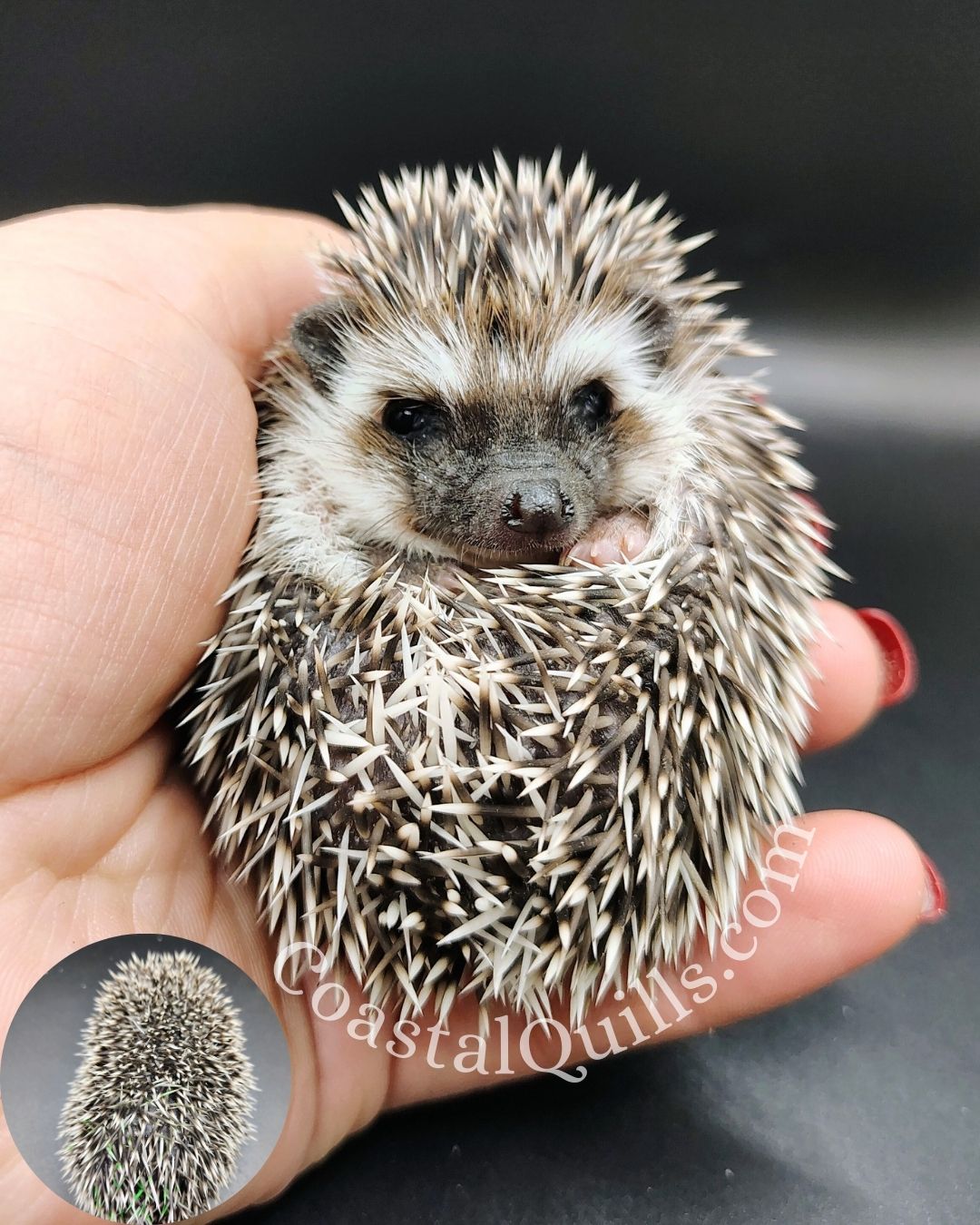 Cheer (Green) - Female - $375